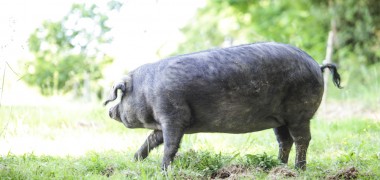 Porc noir de Bigorre